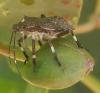 Halyomorpha halys